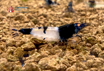 Black Witch OE Garnele